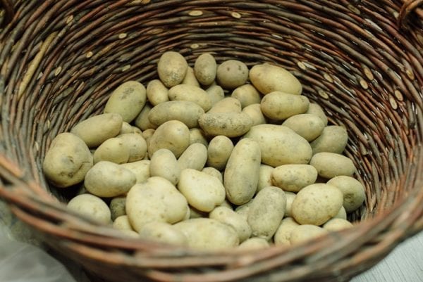 Beli krompir organik
